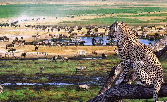 4 Days safari Serengeti-Ngorongoro crater